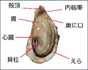 kaki22